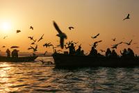 Birds on the river