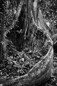 Mother of the jungle